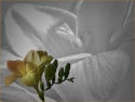 FREESIA